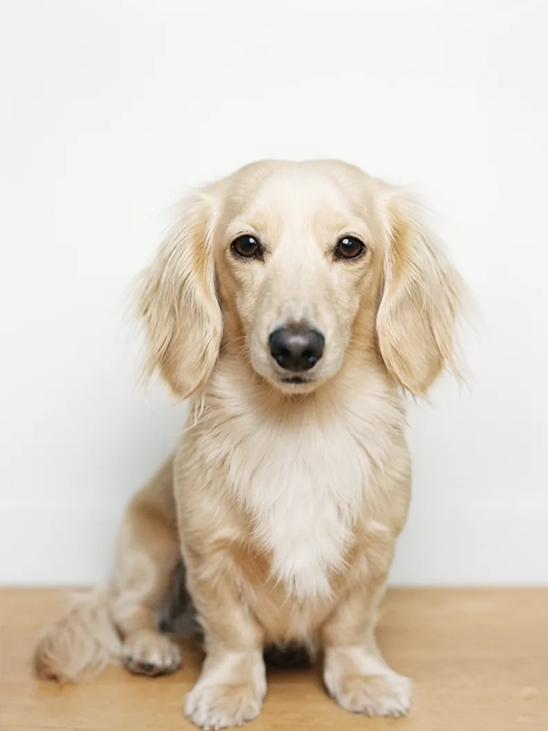 Leo, Bürohund und Feel-Good-Manager